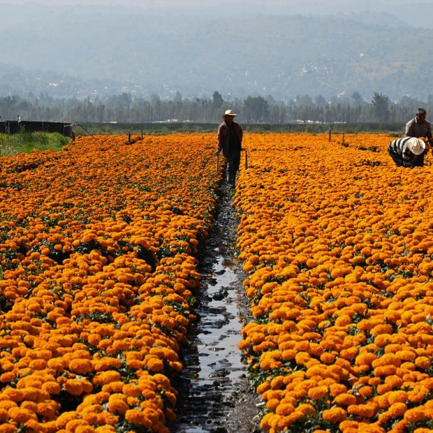 La producción de cempasúchil en la Ciudad de México